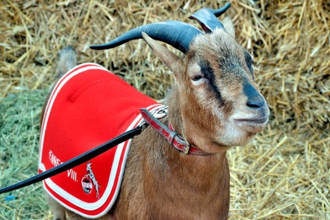 Hennes the VIII, the mascot of 1. FC Köln, RheinEnergie Stadium, Cologne, North Rhine-Westphalia,