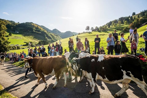 Alpine cattle drive, Münstertal, Southern Black Forest, Black Forest, Baden-Württemberg, Germany,