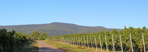 Panorama from the Haardtrand with a view of the Palatinate Forest