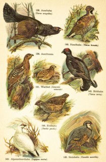 Western capercaillie (Tetrao urogallus), hazel grouse (Tetrastes bonasia) or black grouse cock