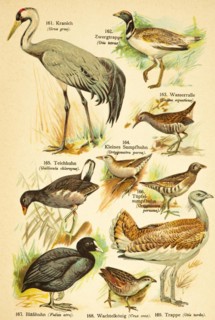 Crane (Grus grus), little bustard (Tetrax tetrax), common moorhen (Gallinula chloropus) or