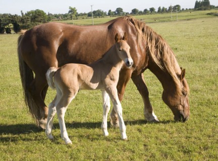 The Suffolk Punch Trust breeding colony, Hollesley, Suffolk, England, United Kingdom, Europe
