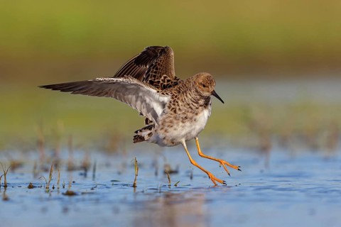 Ruff (Philomachus pugnax), Narew, Bialystok, Podlasie, Poland, Europe