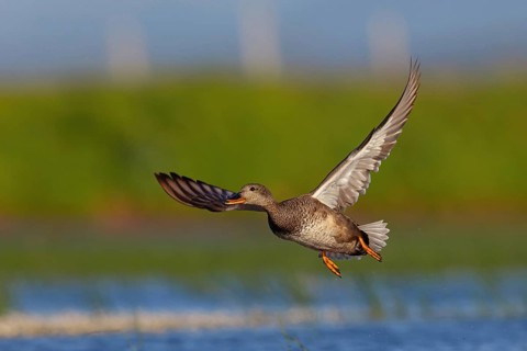 Gadwall, (Anas strepera), Mareca strepera, aerial photograph, Wagbachniederung, Calera Y Chozas,