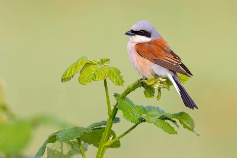 Red-backed shrike, red-backed shrike, thorn-backed shrike, family of shrikes, (Lanius collurio),