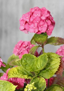 Pink flowering bigleaf hydrangea (Hydrangea macrophylla), North Rhine-Westphalia, Germany, Europe