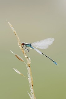 Small red-eyed damselfly (Erythromma viridulum), male with dewdrops, North Rhine-Westphalia,