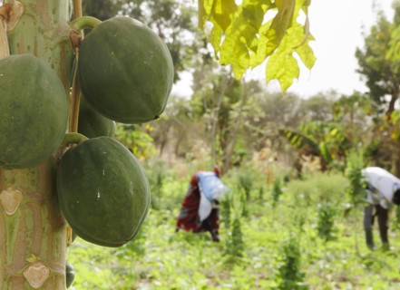 Cultivation of papaya by farmers during organic farming at the agroecological training centre