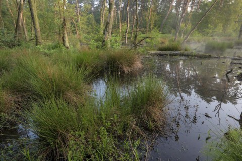 Landslide area, edge area in the forest, bank, at sunrise, Bottrop, Ruhr area, North