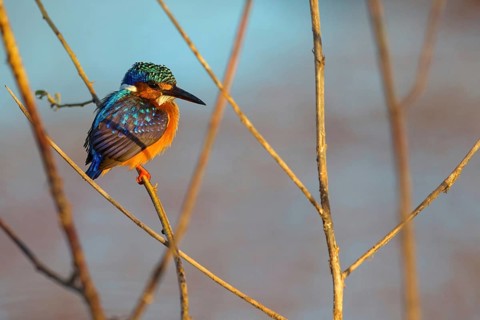 Crested Kingfisher, Corythohrnis cristatus, (Alcedo cristata), Kingfisher family, Malachite