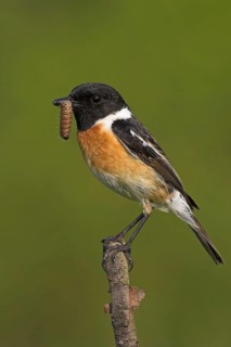 Stonechat, (Saxicola torquata), foraging, male, Bad Dürkheim district, Eich, Rhineland-Palatinate,