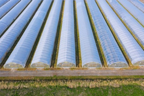Aerial view over polytunnels, grow tunnels for intensive cultivation of vegetables for season
