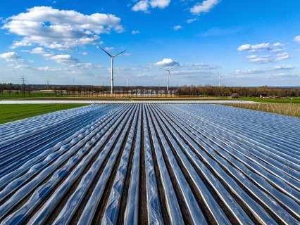 Asparagus fields, asparagus stems under foil, for faster growth, in the background foil greenhouses