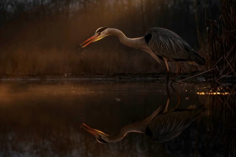 Grey heron (Ardea cinerea), also heron, hunting, fishing, sunrise, rainy weather, shallow water