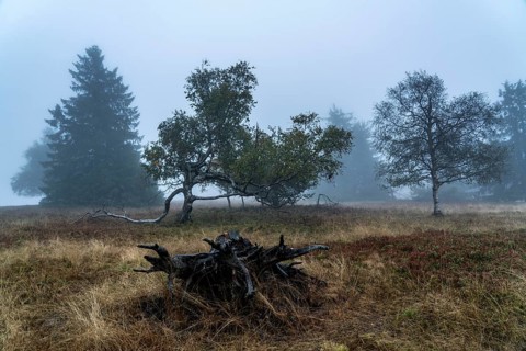 The high heath on the Kahler Asten, mountain in the Sauerland, in autumn fog, Winterberg, North
