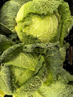 Savoy cabbage (Brassica oleracea convar. Capitata var. sabauda) Welschkraut, Wirsingkraut,