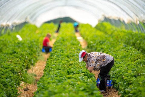 Harvesting strawberries, harvest helper, strawberry cultivation in the open field, under a foil