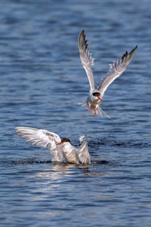 Common tern (Sterna hirundo) splashing in freshwater, fresh water lake to clean feathers in summer