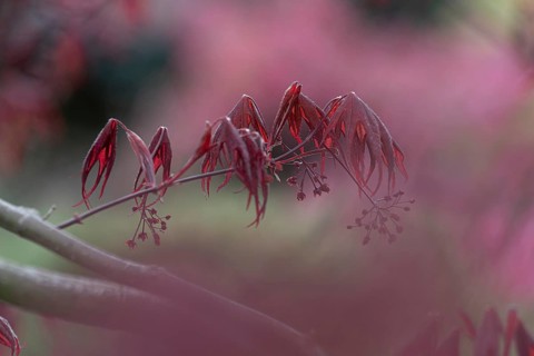 Nature, plant, Asian maple, Acer palmatum, red, bokeh