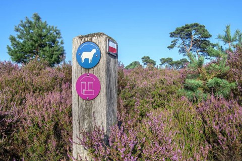 Wooden signpost for walkers among blooming heather in the Kalmthoutse Heide, Kalmthout Heath,