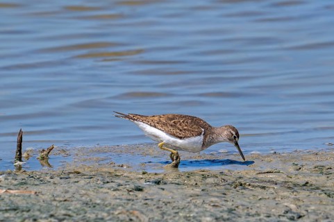 Common sandpiper (Actitis hypoleucos, Tringa hypoleucos) foraging for invertebrates in mud along