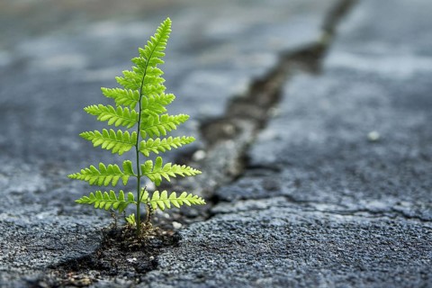 Fern plant branch pushing through cracked street. Generative Ai, AI generated