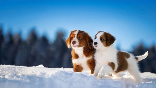 KI generated, dog, dogs, puppy, one, two, three, play, snow, winter, autumn leaves, blue sky,