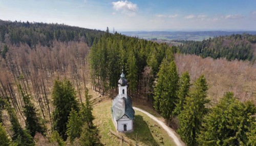 Forest, forest dieback, dead spruces due to drought and bark beetle, small church on forest path,