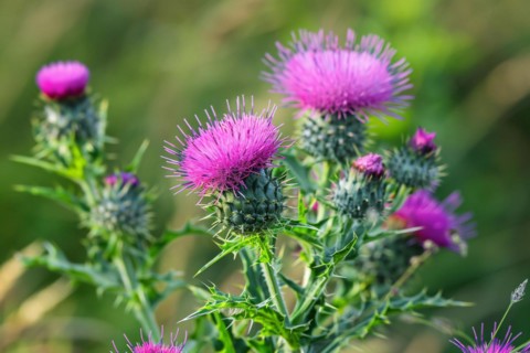 Purple thistles in bloom. KI generiert, generiert, AI generated