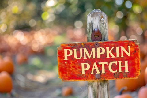 Wooden sign with text 'Pumpkin patch' with orange pumpkins in background. Generative AI, AI