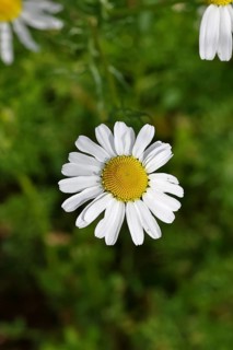 Matricaria chamomilla (Matricaria chamomilla), flowers, medicinal plant, Wilnsdorf North