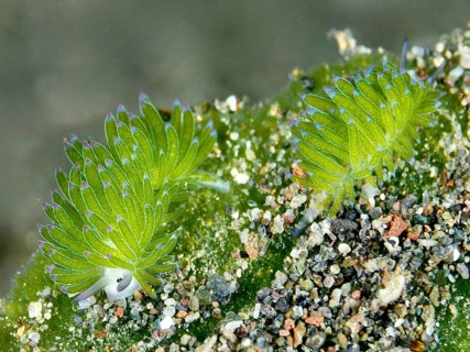 Two green snails, leaf sheep snail (Costasiella kuroshimae), on sandy soil. The snail is also