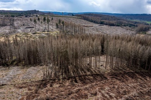 Area in the Arnsberg Forest near Warstein-Sichtigvor, Soest district, over 5000 young trees were