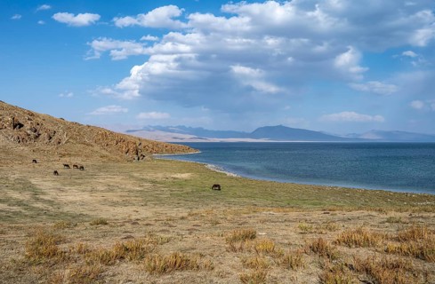 Horses grazing on the shore of a mountain lake, Lake Song Kul, Naryn region, Kyrgyzstan, Asia