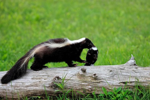 Striped skunk (Mephitis mephitis), adult, with juvenile, carrying handle, neck bite, Minnesota,