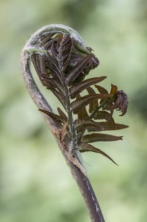 Royal fern (Osmunda regalis Purpurascens), budding, Emsland, Lower Saxony, Germany, Europe