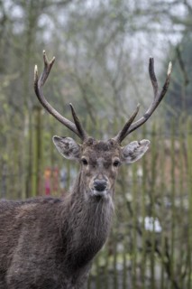 Vietnamese sika deer (Cervus nippon pseudaxis), portrait, Nordhorn Zoo, Lower Saxony, Germany,