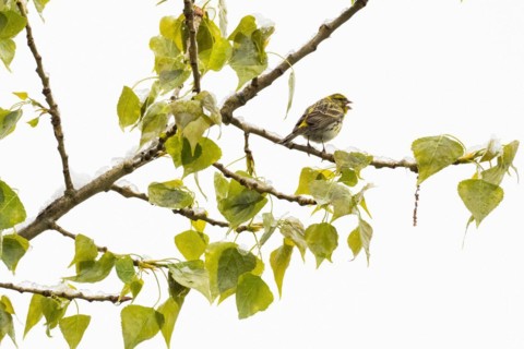 A Serinus serinus sitting on the branch of a black poplar with green leaves, singing, chirping,