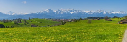 Common dandelion (Taraxacum sect. Ruderalia) in spring, meadow near Rieden am Forggensee,