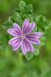 Common mallow (Malva sylvestris), Baden-Württemberg, Germany, Europe