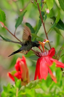 Broad-billed hummingbird (Cynanthus latirostris), adult, male, flying, on flower, foraging, Sonoran