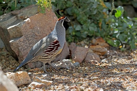 Gambel's quail (Callipepla gambelii), adult, male, alert, Sonoran Desert, Arizona, North America,