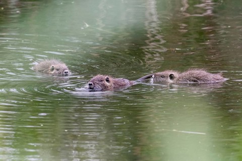 Nutrias (Myocastor coypus), Baden-Württemberg, Germany, Europe