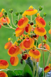 Slipper flower (Calceolaria Hybride), flowering, Elllerstadt, Germany, Europe
