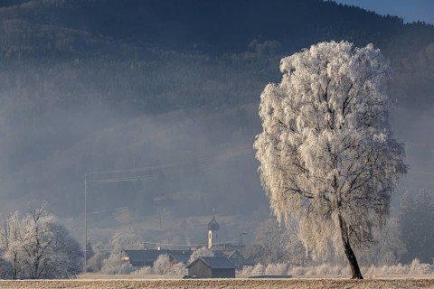Birch trees with hoarfrost, hut in front of mountains, winter, Loisach-Lake Kochel moor, view of