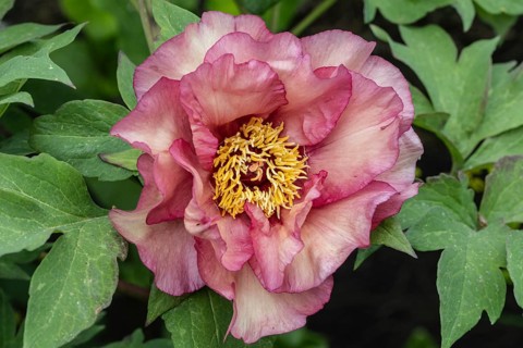 Shrub peony (Paeonia suffruticosa Ruffled Sunset), Emsland, Lower Saxony, Germany, Europe