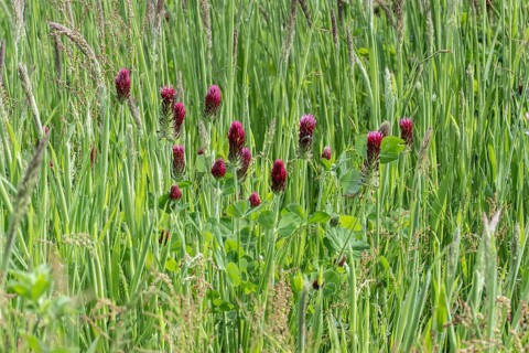 Incarnate clover (Trifolium incarnatum), Emsland, Lower Saxony, Germany, Europe