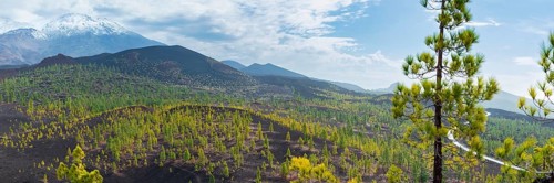 Canary Island pines (Pinus canariensis), Mirador de Chio, Teide National Park, Tenerife, Canary