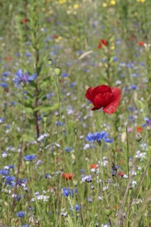 Flower meadow with poppy flower (Papaver rhoeas) and cornflowers (Centaurea cyanea), Emsland, Lower