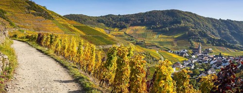 Vineyards in autumn, Mayschoß, Ahr valley, red wine of the Pinot Noir and Portugieser grape is